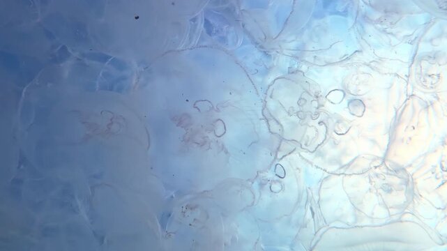 Moving under revealing an endless field of Moon jellyfish drifting in sun-drenched vivid-blue ocean current. Mass jellies bloom as it against vibrant turquoise sky and piercing sunbeams, backlight