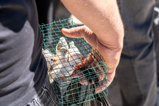 Man holding birdcage with canaries at a market, Baghdad, Iraq