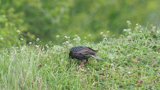 Two Common Starlings (Sturnus vulgaris) foraging in grass during spring breeding season