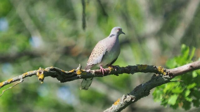 European turtle dove (Streptopelia turtur) taking off from a branch