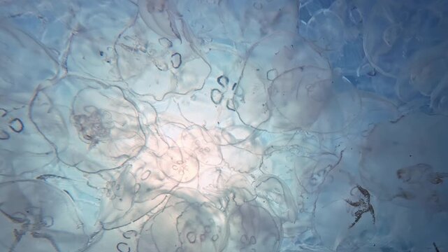 Camera moves under countless translucent domes of Moon jellies float on blue water surface. Drifting in dense mass beneath surface, glowing swarm silhouettes perfectly against midday sun and azure sky