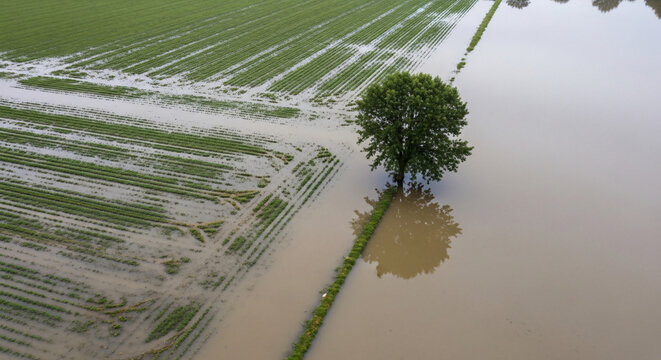 Aerial view of flooded fields with a lone tree in the water  