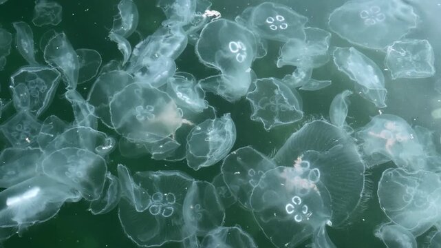 Top-down view of many Moon jellyfish drifting beneath waves and brightly sunlit surface. Lots of translucent-white discs float in current, their pale bodies standing out against green coastal waters