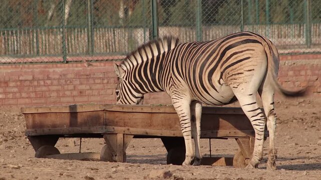 Close-up of a zebra standing in a sunny outdoor wildlife enclosure.