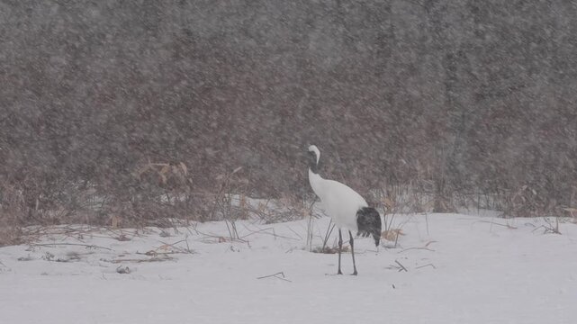 Red crowned crane in a heavy snow storm.
