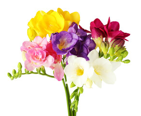 Fototapeta premium Many beautiful freesia flowers isolated on white
