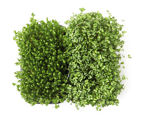 Obraz premium Different types of fresh microgreens isolated on white, top view
