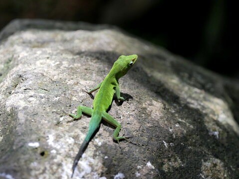 Guadeloupe anole, anoli green lizard in lesser antilles. Anolis marmoratus on rock. Wildlife in west indies. Isolated reptile