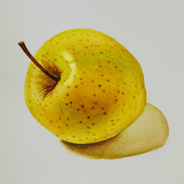 Hand-drawn watercolor illustration of a ripe yellow Golden Delicious apple on textured paper. Featuring realistic dark dots on peel, a small stem, and a soft artistic shadow. Vibrant colors.