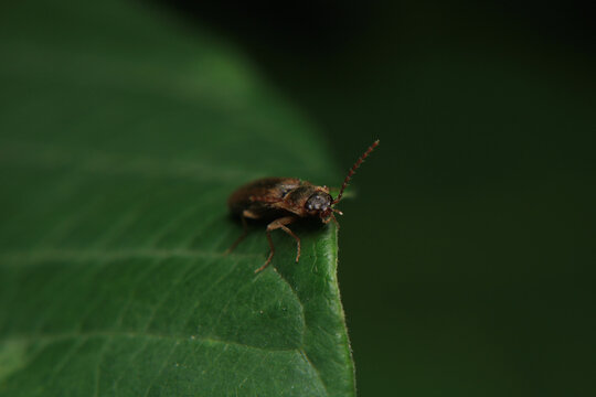harpalus rufipes insect macro photo	