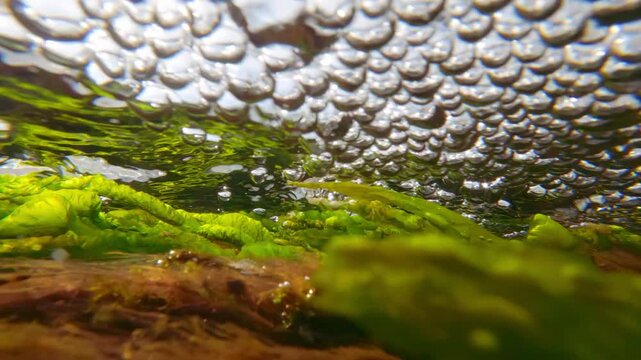 High-tide turbulence in shallows: carpet of emerald sea lettuce and red filamentous seaweeds bending under force of incoming tide, above writhing algae on water surface as flows multitude air bubbles