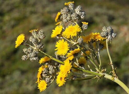 Sonchus acaulis on Tenerife, Canary, Canary Islands, Spain, Europe
