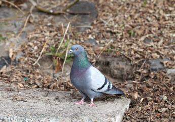 Fototapeta premium Pigeon Standing Outdoors on Concrete
