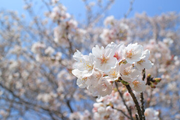 桜 花 春 青空 背景