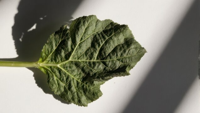 Single green leaf illuminated by sunlight, casting shadows on white surface.