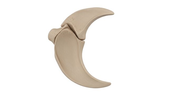 Anatomical illustration of a human mandible with teeth and jaw articulation isolated on white background