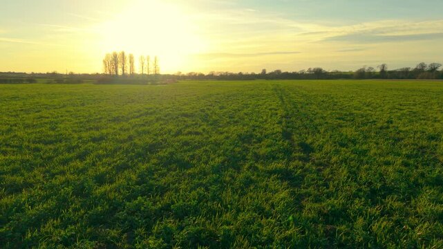 Countryside pasture with lush green grass covering wide meadow at sunset. Fodder field growing across agricultural farmland for livestock feeding and hay harvest. Rural agribusiness landscape with