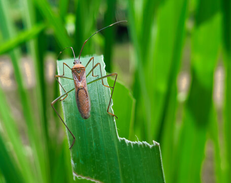 leptocorisa oratorius, green bug on a leaf