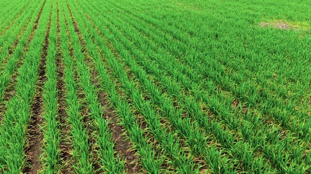 Endless field with growing crops aerial view. Farming land with ripening agricultural sprouts. Agricultural industry, agrarian commerce, operating ranch gaining revenue, selling harvest grain