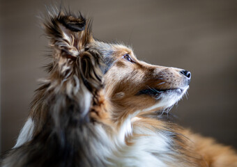 Młody Owczarek szetlandzki (sheltie) odpoczywa po długim spacerze i zabawie. © Oktawian