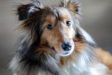 Młody Owczarek szetlandzki (sheltie) odpoczywa po długim spacerze i zabawie. © Oktawian