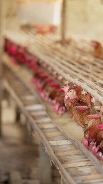 layer hens or eggs laying chickens eating animal feed in bamboo battery cages in bali, indonesia, southeast asia, close-up, slow motion