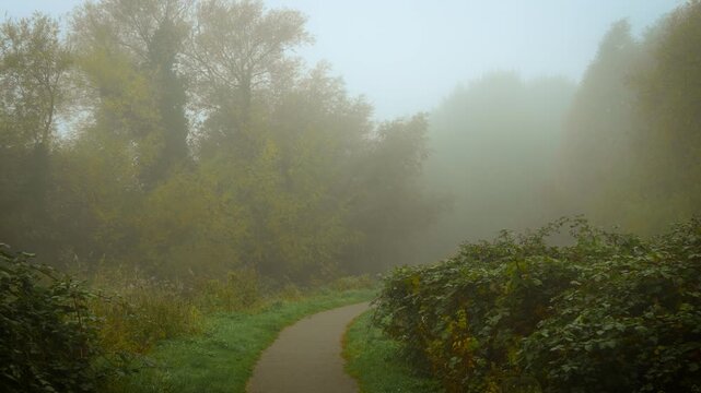 Foggy morning covering winding path through autumn forest. Moving fog creating illusion of hidden dream world. Misty dawn veiling curving trail through fall woodland