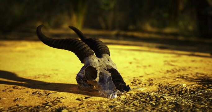 A rams skull with prominent horns lies on dry soil, illuminated by warm sunlight. Surrounding vegetation hints at a natural habitat, adding texture and depth to the setting.