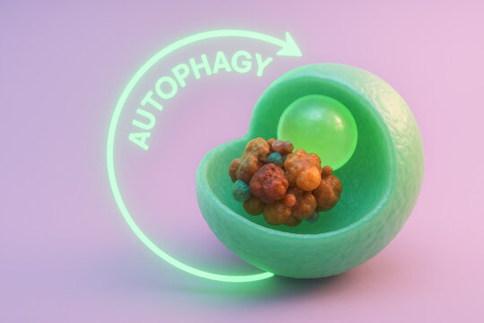 Macro view of autophagy process, scientific concept in cell biology. glowing green arrow shows cycle of digesting cellular waste for renewal on pastel background