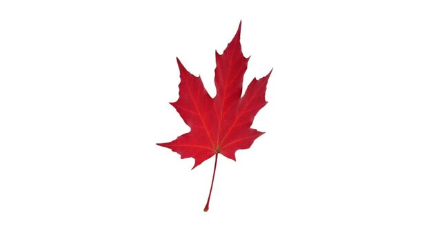 Red maple leaf slowly rotating against a clean white background, showcasing nature's beauty and autumnal changes