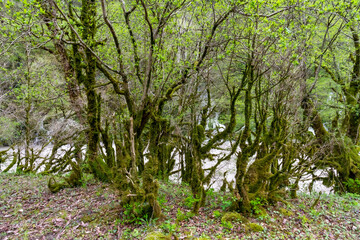Fototapeta premium View of mystical forest with tree trunks covered in thick green moss on the bank of Iupshara River in spring. Lush subtropical vegetation under soft light. Abkhazia, Caucasus.