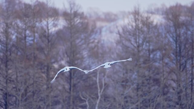 Red crowned cranes in flight in slow motion leaving a forest.