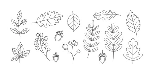Black and white hand drawn collection of autumn leaves berries and acorns © Md