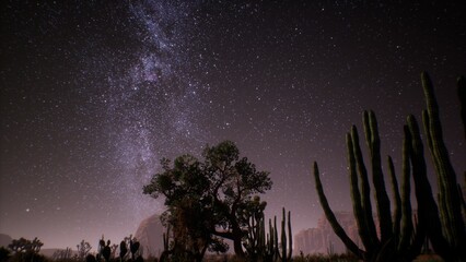 Twinkling stars blanket the night sky, illuminating a vast desert landscape filled with towering cacti. A solitary tree stands proudly beneath the Milky Way, creating a serene atmosphere. © icetray