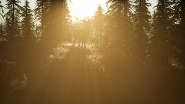 A regal deer stands atop a grassy knoll, bathed in the warm glow of sunrise. The misty forest encircles it, creating an enchanting atmosphere in the early morning light.