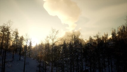 Fototapeta premium Early dawn breaks over a tranquil forest, casting warm golden light through the trees. The soft glow contrasts with the white snow, creating a magical atmosphere of winter beauty.