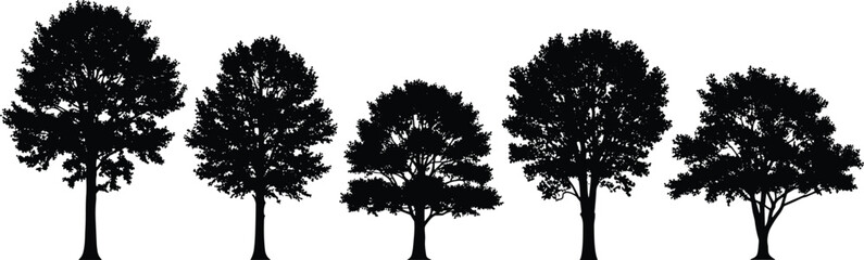 Deciduous tree silhouettes set isolated on white background, black oak maple and elm forest trees vector illustration, diverse nature landscape elements for graphic design. © MstAshida