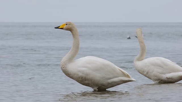 Two whooper swans drink water and preen their feathers on the seashore against a backdrop of flying seagulls.