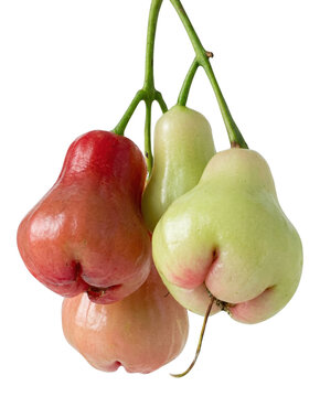 Cluster of Fresh Bell Fruits on Green Stems