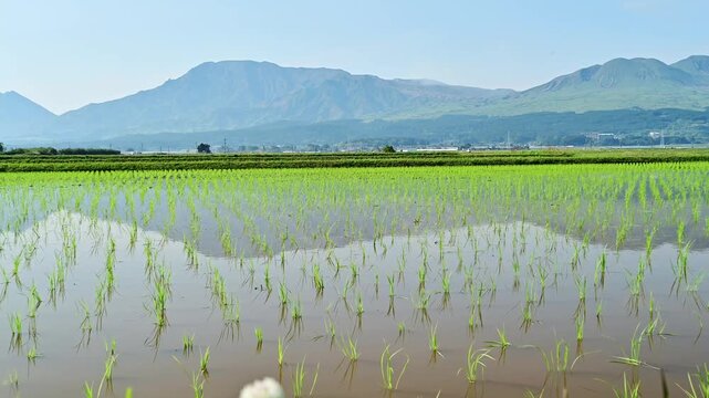 鏡の中の山嶺、時を止める初夏の調べ。
日本の清らかな原風景。
「広大な空と穏やかな山並み、そして水面に映る「逆さ山」の美しさ」
阿蘇市内牧
The mountain peaks reflected in the mirror, the melody of early summer that stands still.
