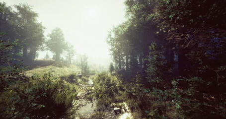 Fototapeta premium A serene forest path leads through dense trees, illuminated by soft sunlight filtering through a gentle fog on a tranquil morning. Natures beauty envelops the surroundings.