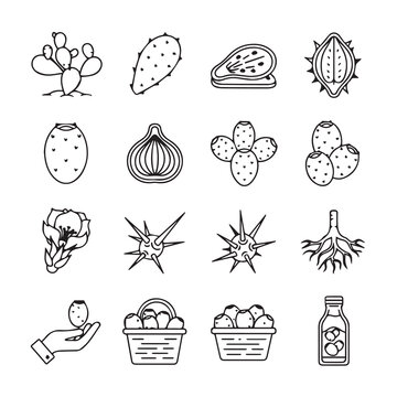 Prickly Pear Cactus Elements: Fruit Flower Pads Root Harvest in Line Art Style