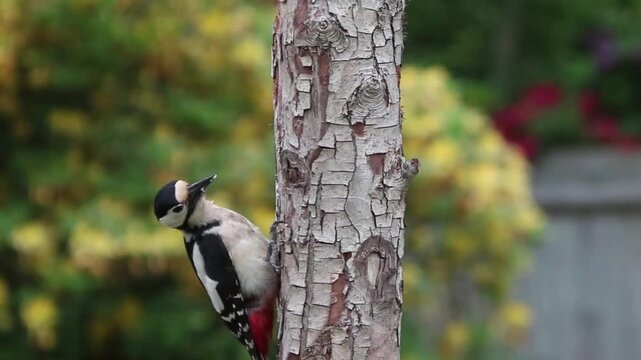 Great Spotted Woodpecker Pecking on Tree Trunk in Sunny Backyard Garden
