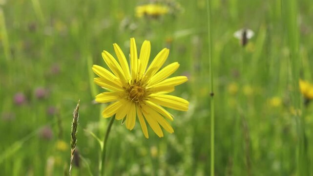 Yellow Salsify Flower Swaying in Breeze on Alpine Meadow
