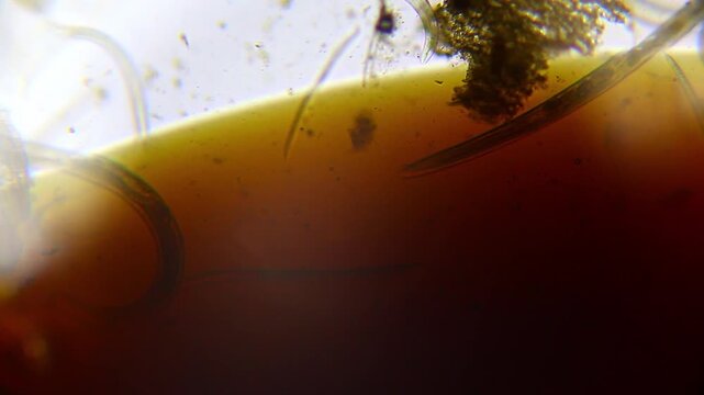 Panoramic view of nematodes moving near an oil droplet in water under 100x bright field microscopy. 4K scientific microscopy footage.