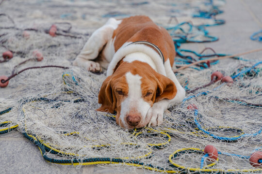 View of a brown and white dog resting peacefully on a fishing net, its gentle gaze capturing the quiet essence of the harbor, Marsaxlokk, Malta.