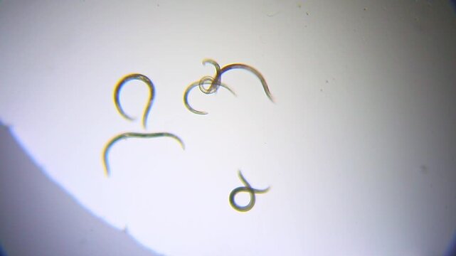 Nematodes undulating in a water droplet under 40x bright field microscopy. 4K scientific microscopy footage.