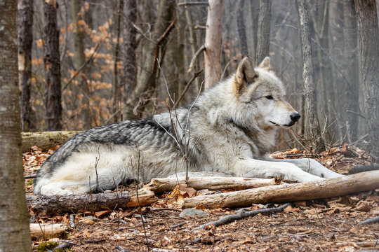 wolf is resting in the opening in the forest