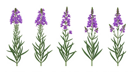 Fototapeta premium Purple flowering plants with green stems and leaves isolated on transparent background