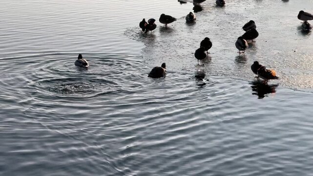 group of mallard ducks and Eurasian coots gather at the edge of partially frozen water